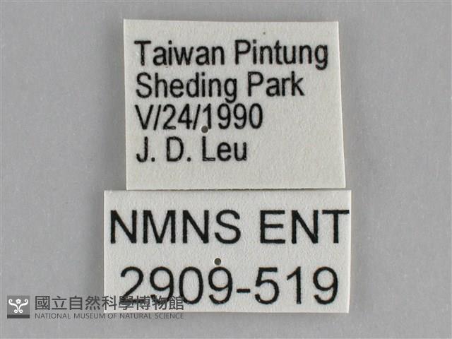 遷粉蝶、淡黃蝶藏品圖，第3張