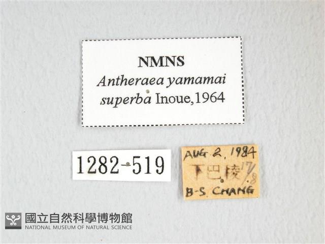 大透目天蠶蛾藏品圖，第3張