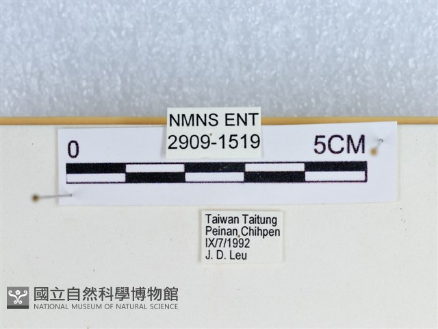 小環蛺蝶藏品圖，第3張