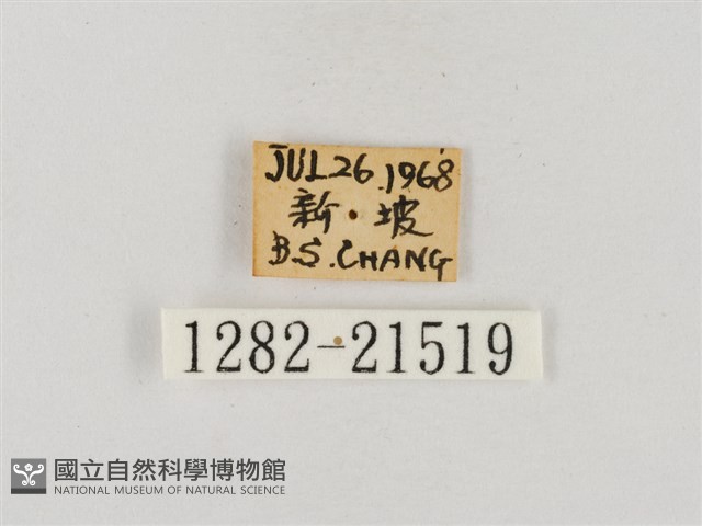稻弄蝶藏品圖，第3張
