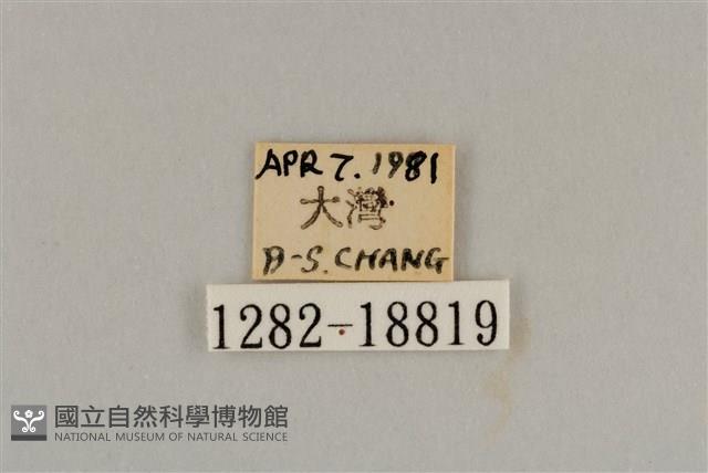 藍灰蝶沖繩亞種藏品圖，第3張
