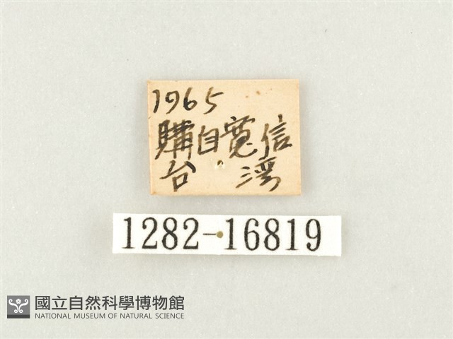 綠豹蛺蝶藏品圖，第3張