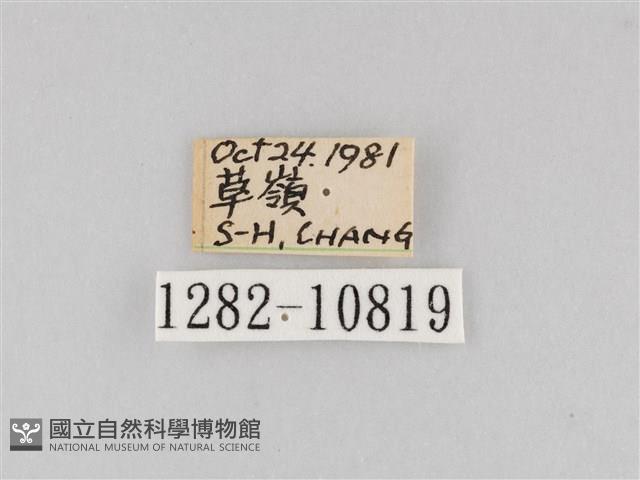 斜紋夜盜蛾藏品圖，第3張