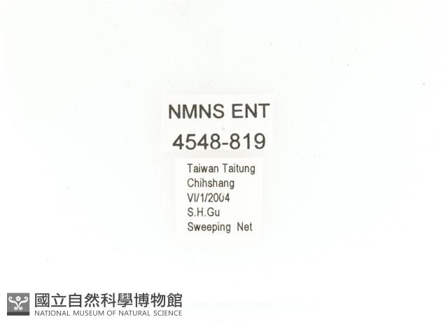 金艷騷金龜藏品圖，第2張