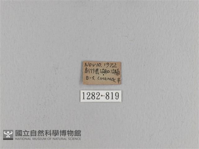 松大毛蟲藏品圖，第3張