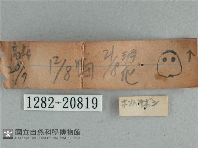 黃星弄蝶藏品圖，第3張