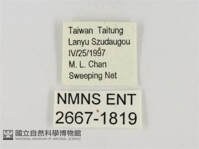 連紋袖弄蝶菲律賓亞種藏品圖，第3張