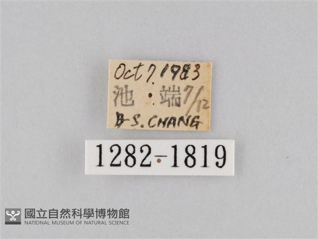 橙擬燈蛾藏品圖，第3張