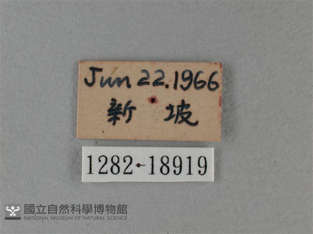 黑脈樺斑蝶藏品圖，第3張