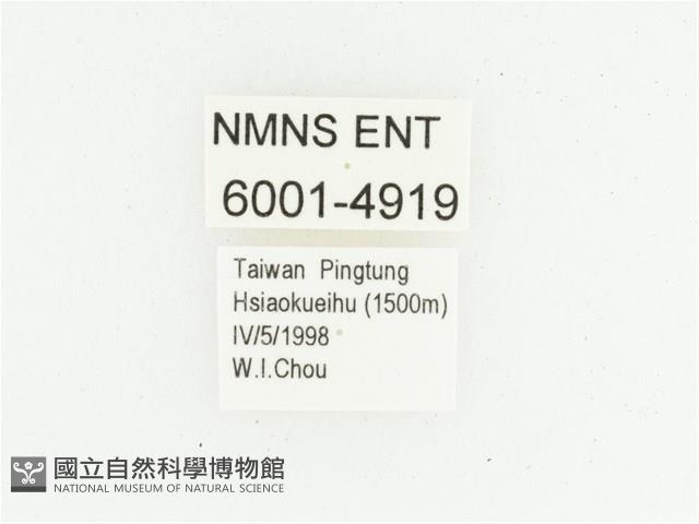 艷邊花金龜藏品圖，第2張