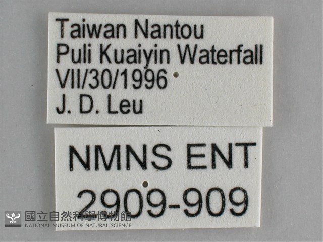 森林暮眼蝶、黑樹蔭蝶藏品圖，第3張