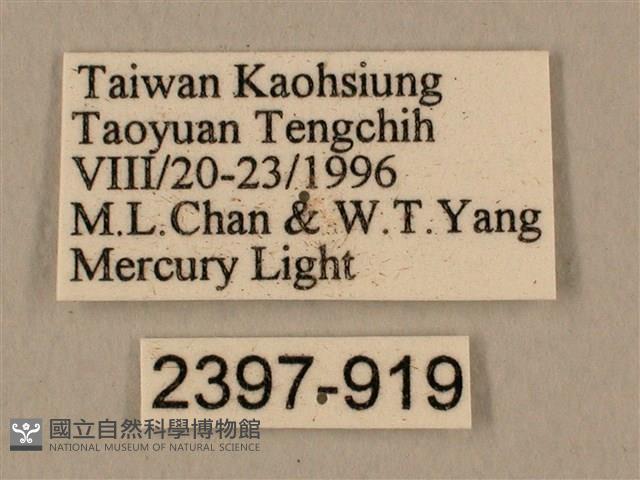 背中白天蛾藏品圖，第3張