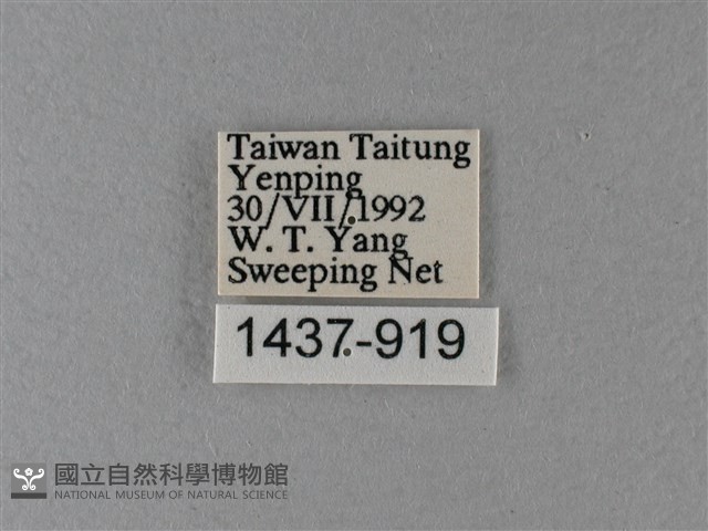 大絹斑蝶藏品圖，第3張