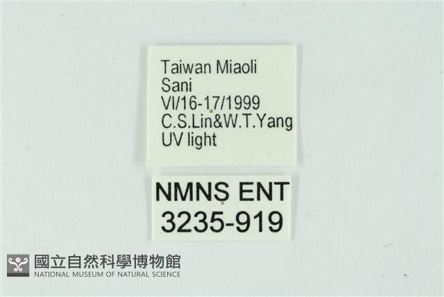 三條橙燈蛾藏品圖，第3張