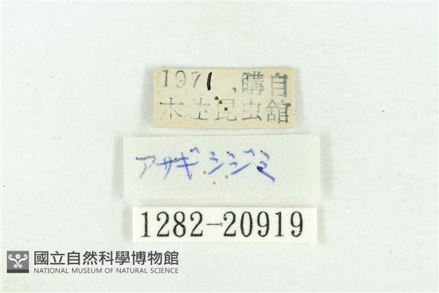褐翅青灰蝶藏品圖，第3張