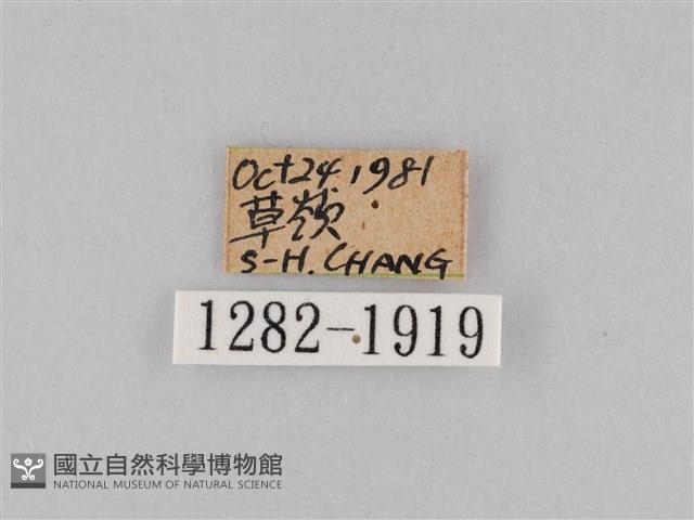 橙擬燈蛾藏品圖，第3張