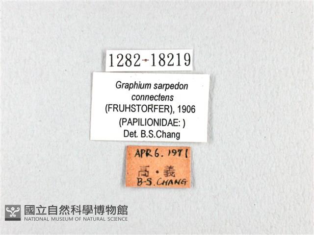 青帶鳳蝶藏品圖，第3張