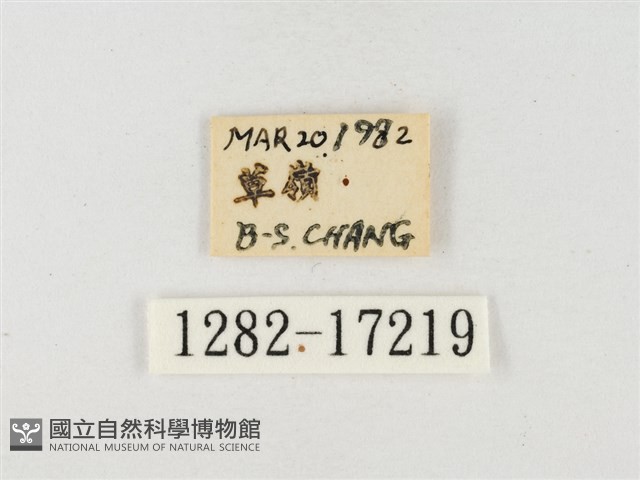 角翅黃蝶藏品圖，第3張