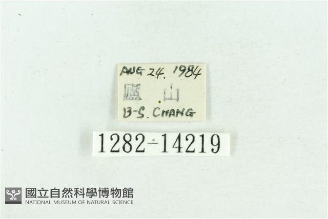 粉紅帶散紋夜蛾藏品圖，第3張