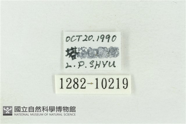 印華波紋蛾藏品圖，第3張
