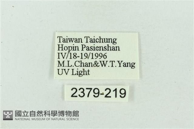 菊池污燈蛾藏品圖，第3張