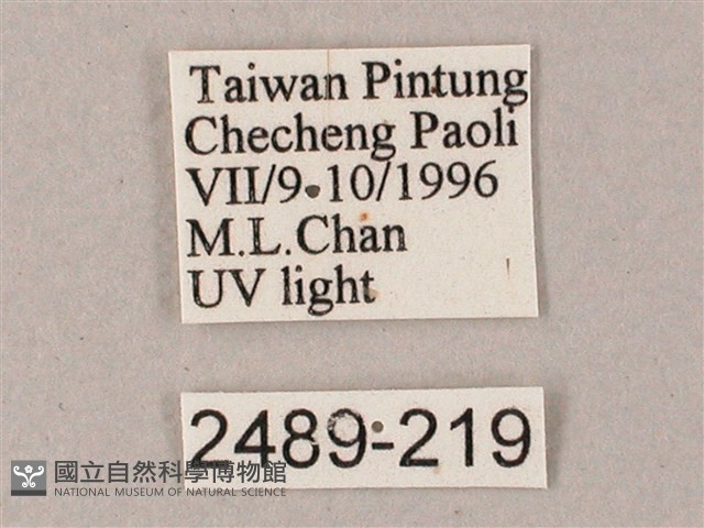 藏斜紋天蛾藏品圖，第3張