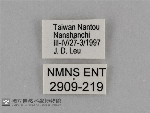 臺灣絹蛺蝶藏品圖，第3張