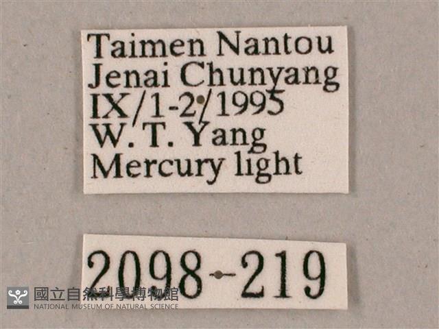 榆綠天蛾藏品圖，第3張