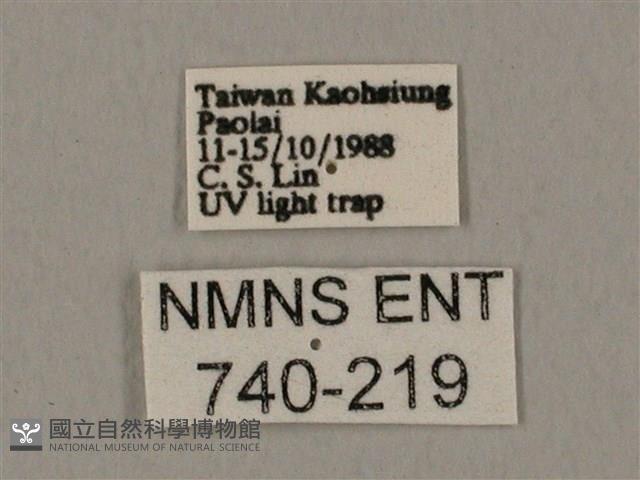 裂斑鷹翅天蛾藏品圖，第3張