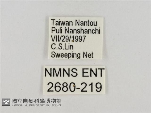 淡褐脈粉蝶藏品圖，第3張