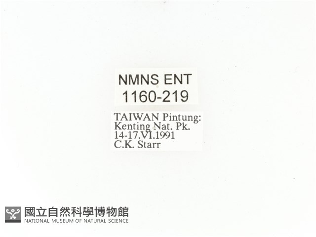 臺灣角金龜藏品圖，第2張