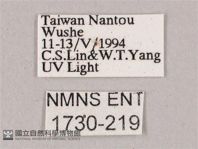 榆綠天蛾藏品圖，第3張