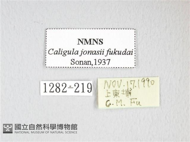 綠目天蠶蛾藏品圖，第3張