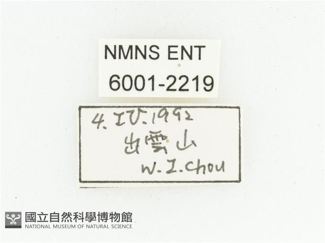 黑斑陷紋金龜藏品圖，第2張