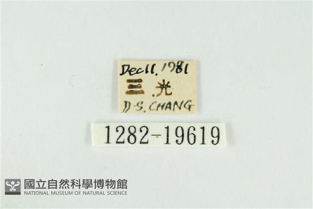 黑翅黃毒蛾藏品圖，第3張