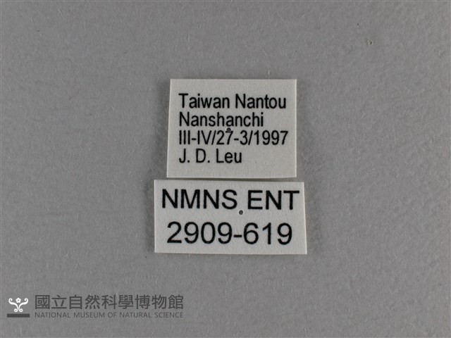 小雙尾蛺蝶藏品圖，第3張