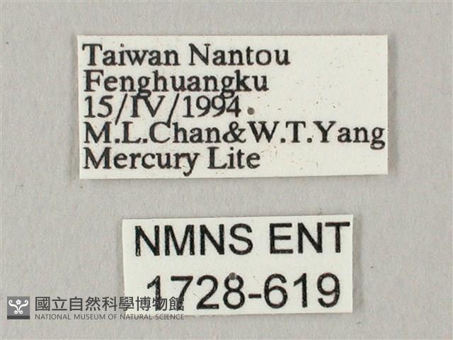 白點天蛾 藏品圖，第3張