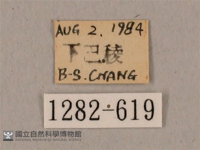 廣東鷹翅天蛾藏品圖，第3張