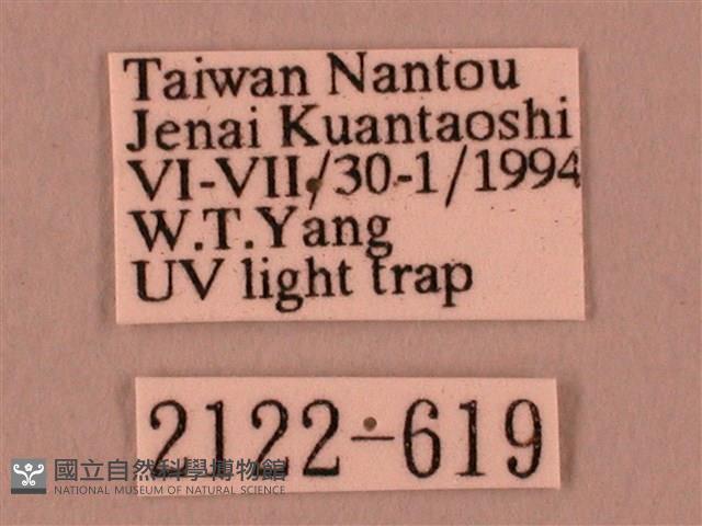 栗六點天蛾藏品圖，第3張