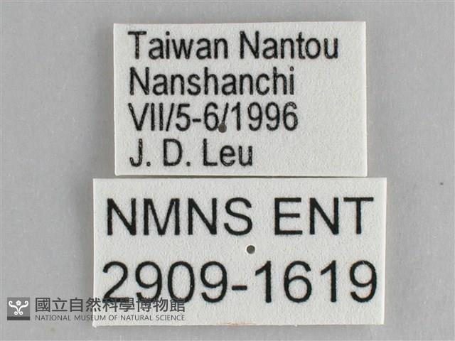 鋸粉蝶藏品圖，第3張