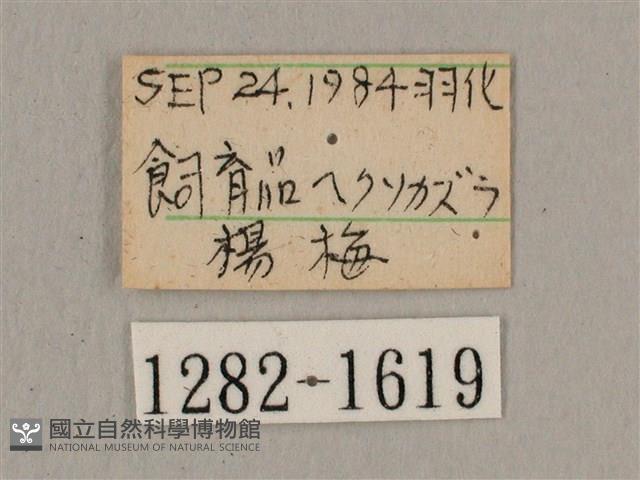 叉帶長喙天蛾藏品圖，第3張