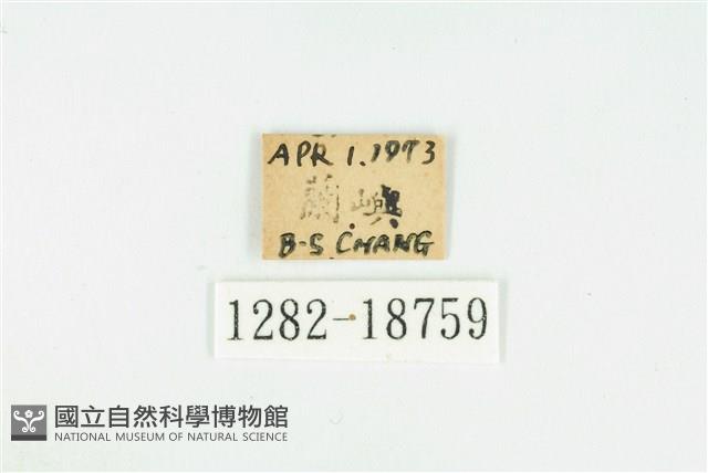奇波灰蝶藏品圖，第3張