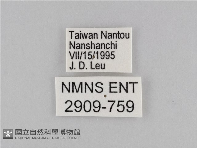 褐翅蔭眼蝶藏品圖，第3張