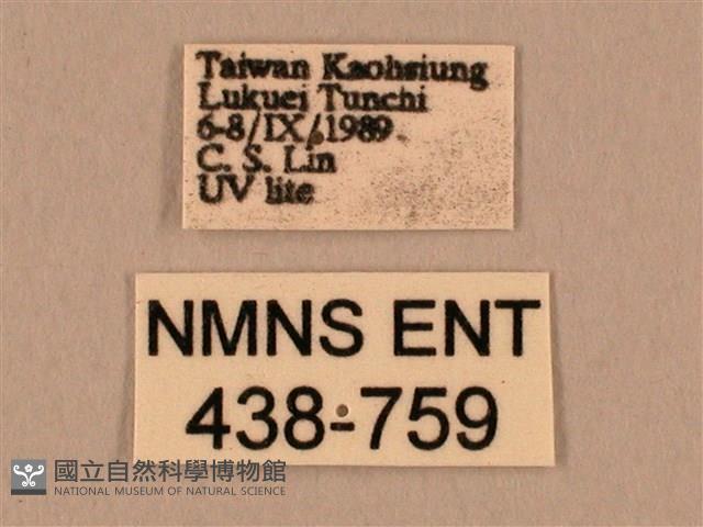 棕綠背線天蛾藏品圖，第3張