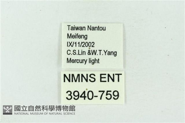 臺雪苔蛾藏品圖，第3張