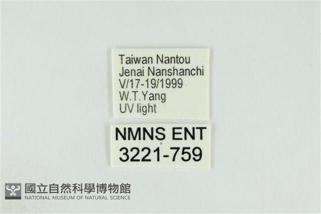 黑翅黃毒蛾藏品圖，第3張