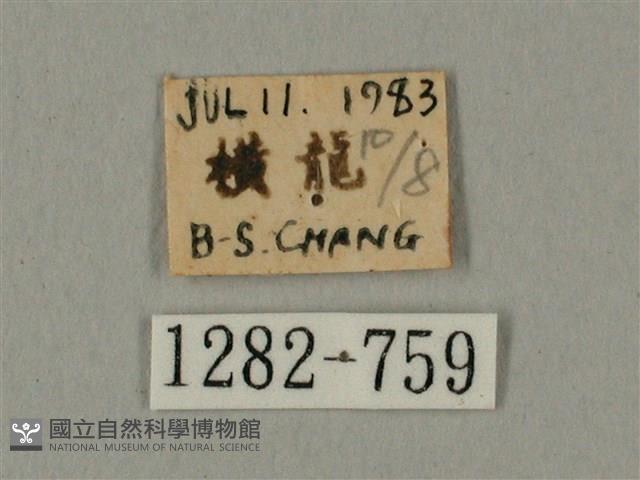 棕綠背線天蛾藏品圖，第3張