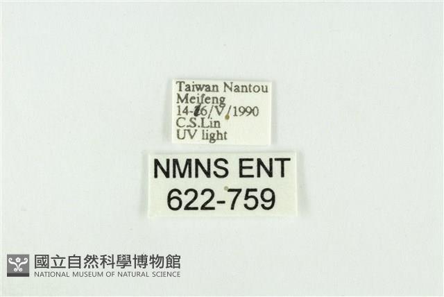 寬紋黃毒蛾藏品圖，第3張