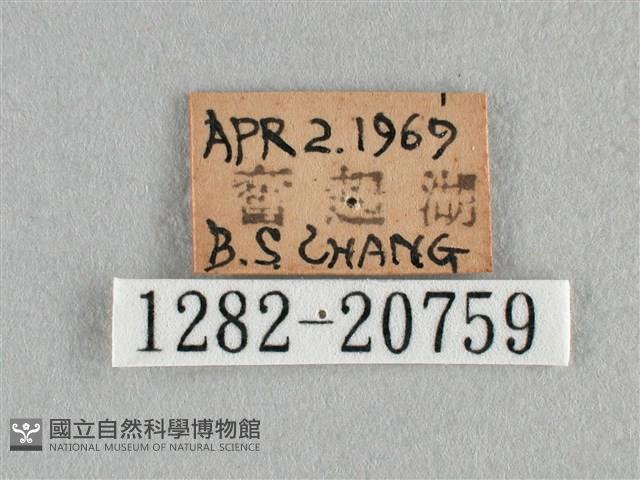 紫日灰蝶藏品圖，第3張