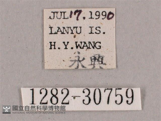 背帶斜紋天蛾藏品圖，第3張